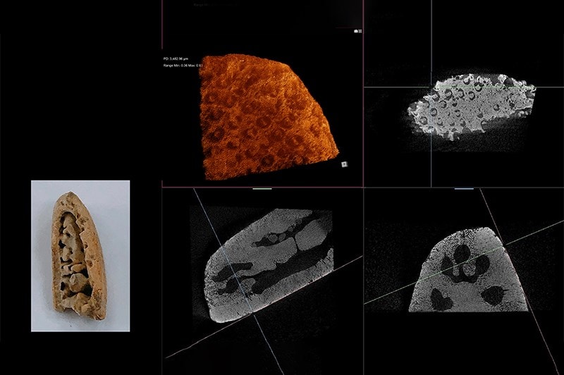奇異掘沙錢海膽影像:透過結構分析清楚看見奇異掘沙錢海膽的內部結構。